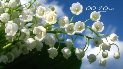 清新白色花朵系列5