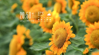 4K高清阳光向日葵风景系列