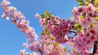 唯美治愈花枝
