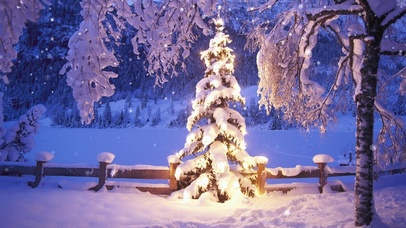 雪中圣诞树