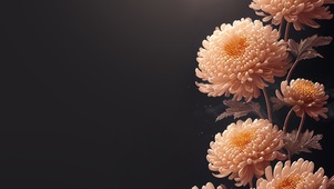 金菊