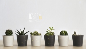 简约小清新盆栽电脑壁纸