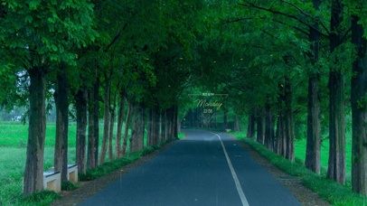 4k 治愈护眼雨天森林小路