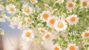 治愈系小花