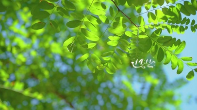 唯美绿叶