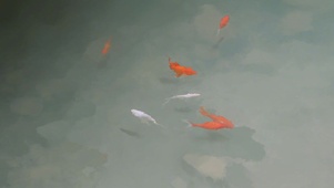 伊吹-锦鲤