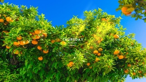 温馨的橘子树
