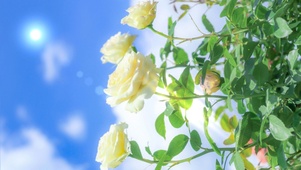 4K唯美治愈阳光玫瑰