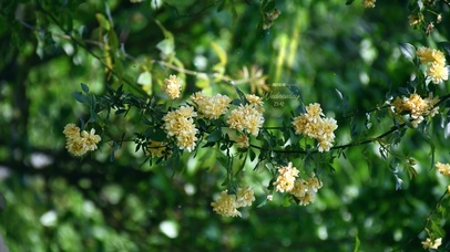 4k 治愈护眼清新白木香