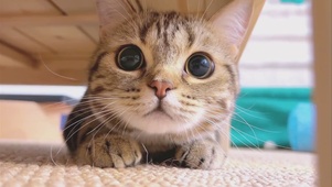 大头猫咪