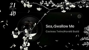 蒲公英  壁纸