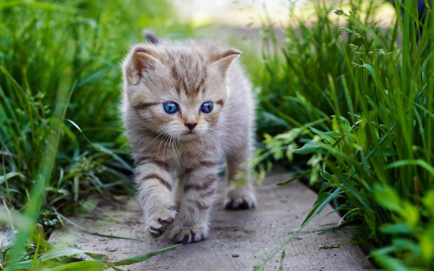 可爱猫咪