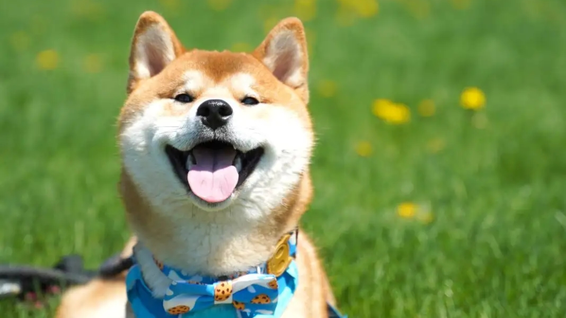 柴犬