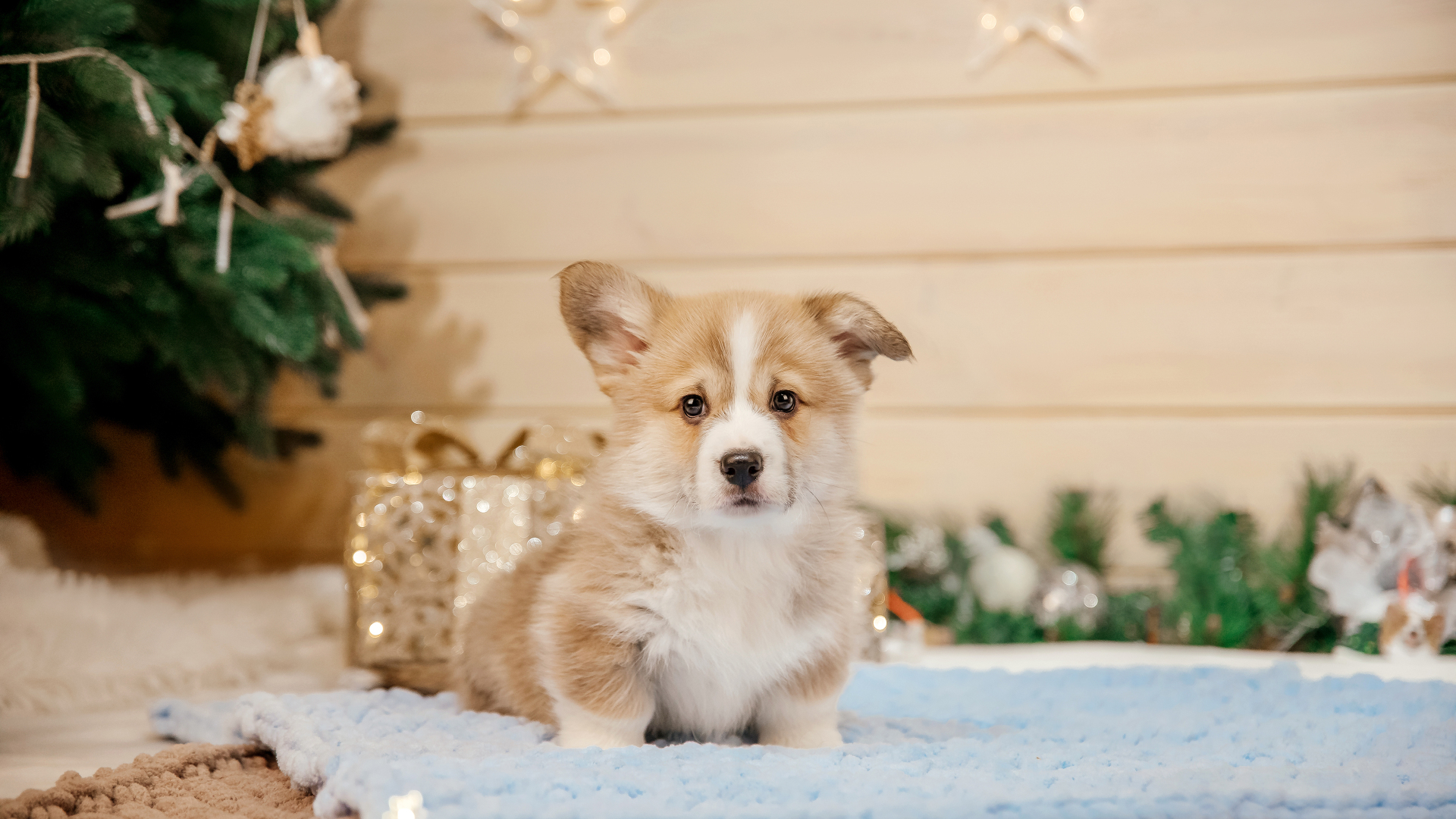 画面中心是一只坐姿端正的黄白柯基幼犬，毛发蓬松，周围搭配圣诞树、暖光串灯与金色礼品盒，背景为浅米色木质墙面。