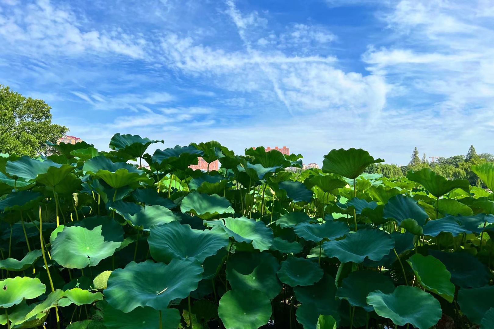 大明湖-夏荷盛放