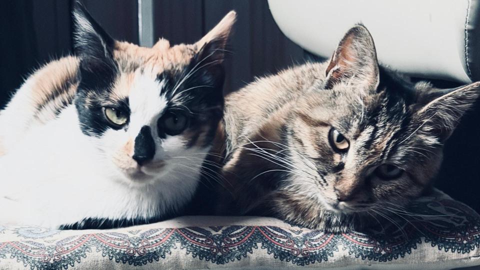 猫猫