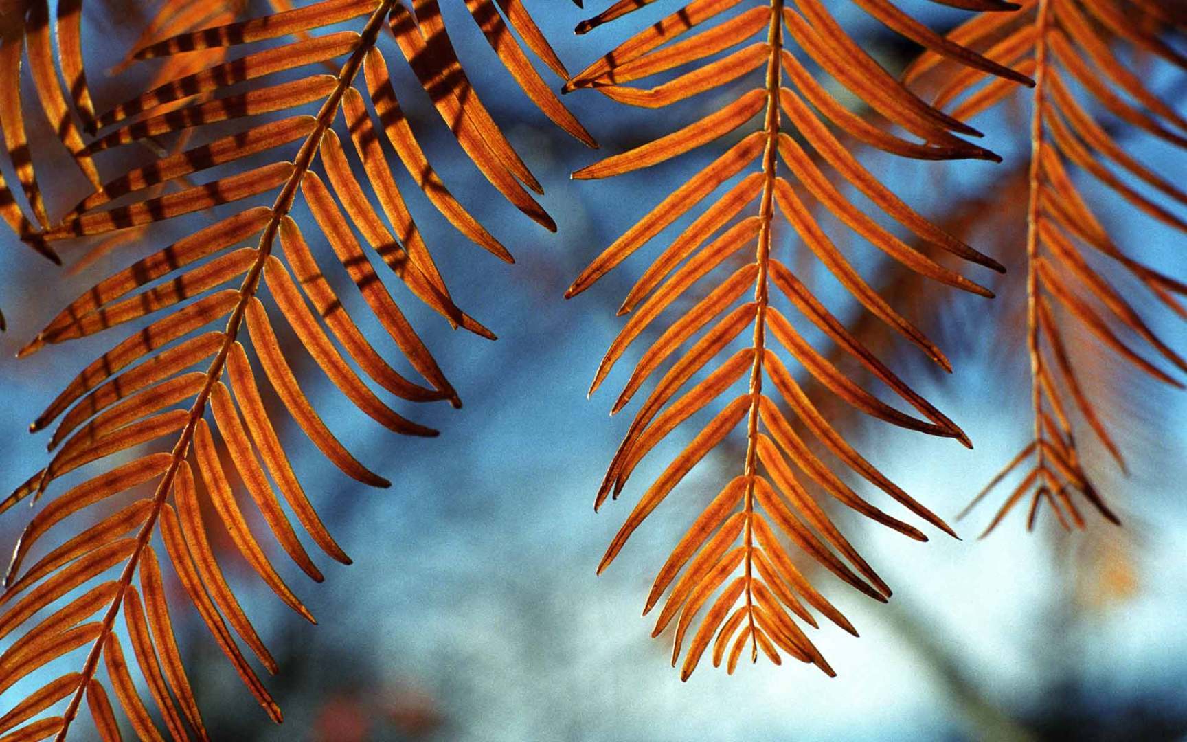 特写橙红羽状秋叶，背景是虚化的浅蓝户外背景。