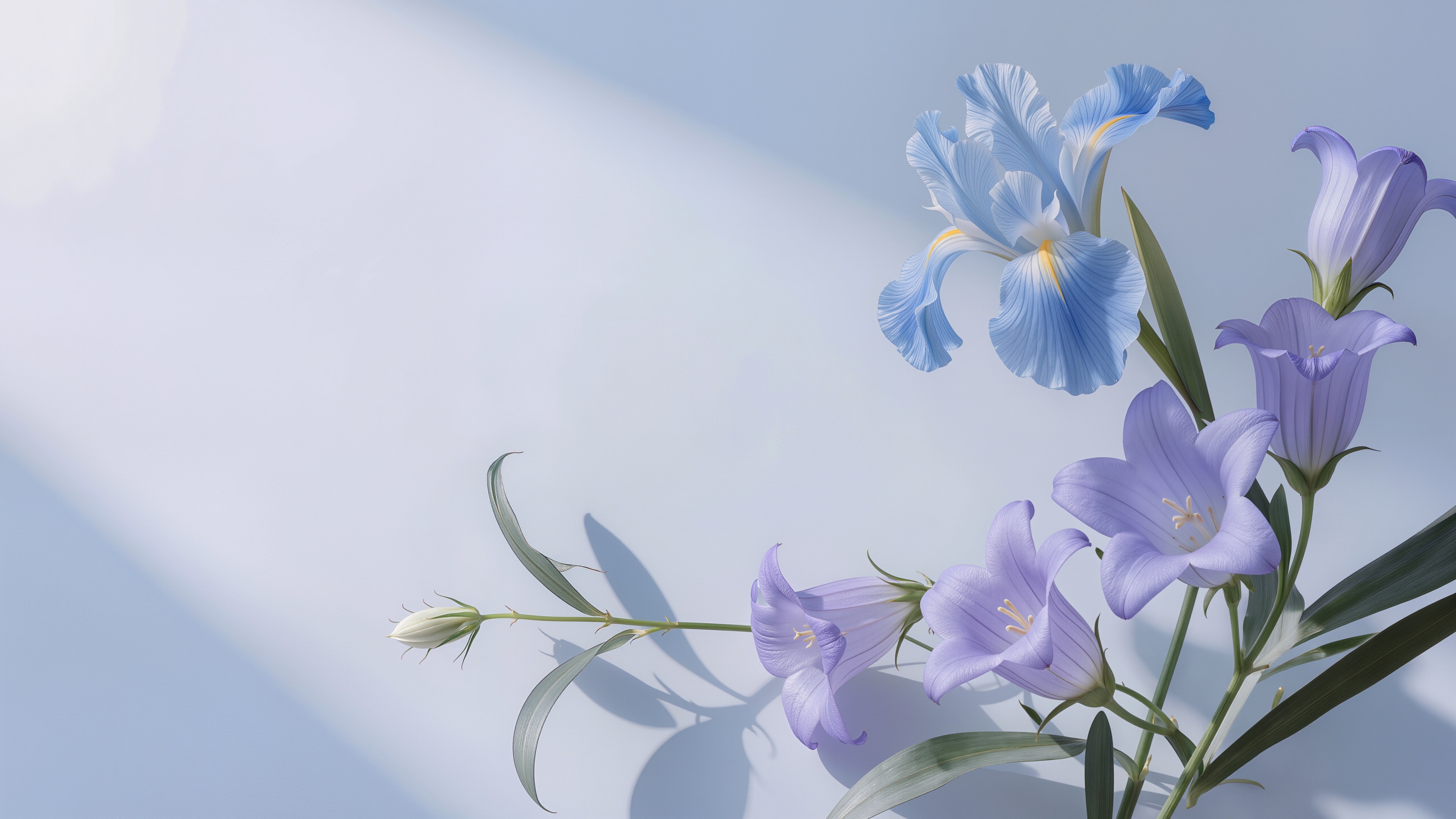 清新淡雅花朵