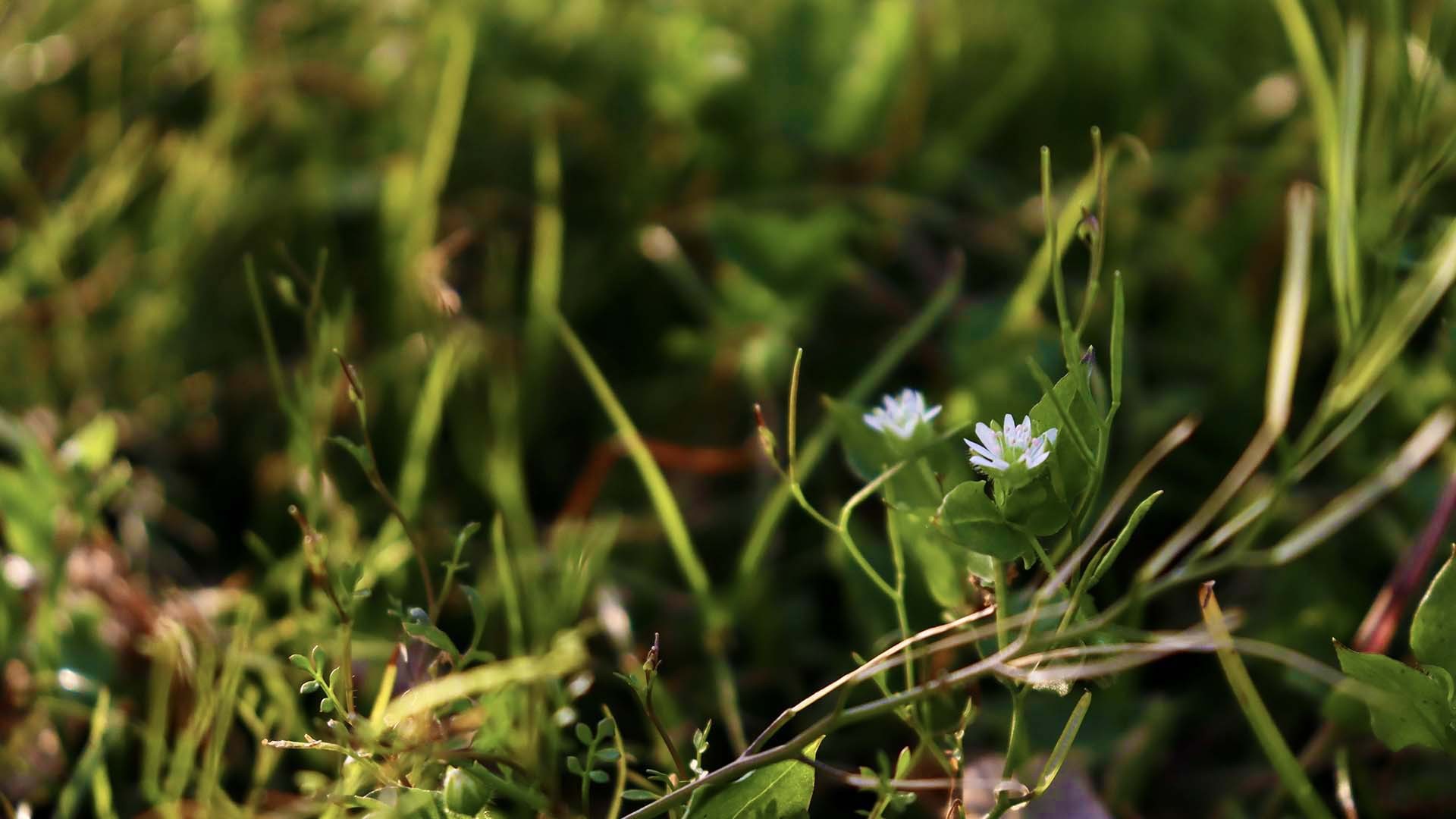 14m上传时间:2021-04-25壁纸标签:国产壁纸封面图绿色护眼壁纸于2021