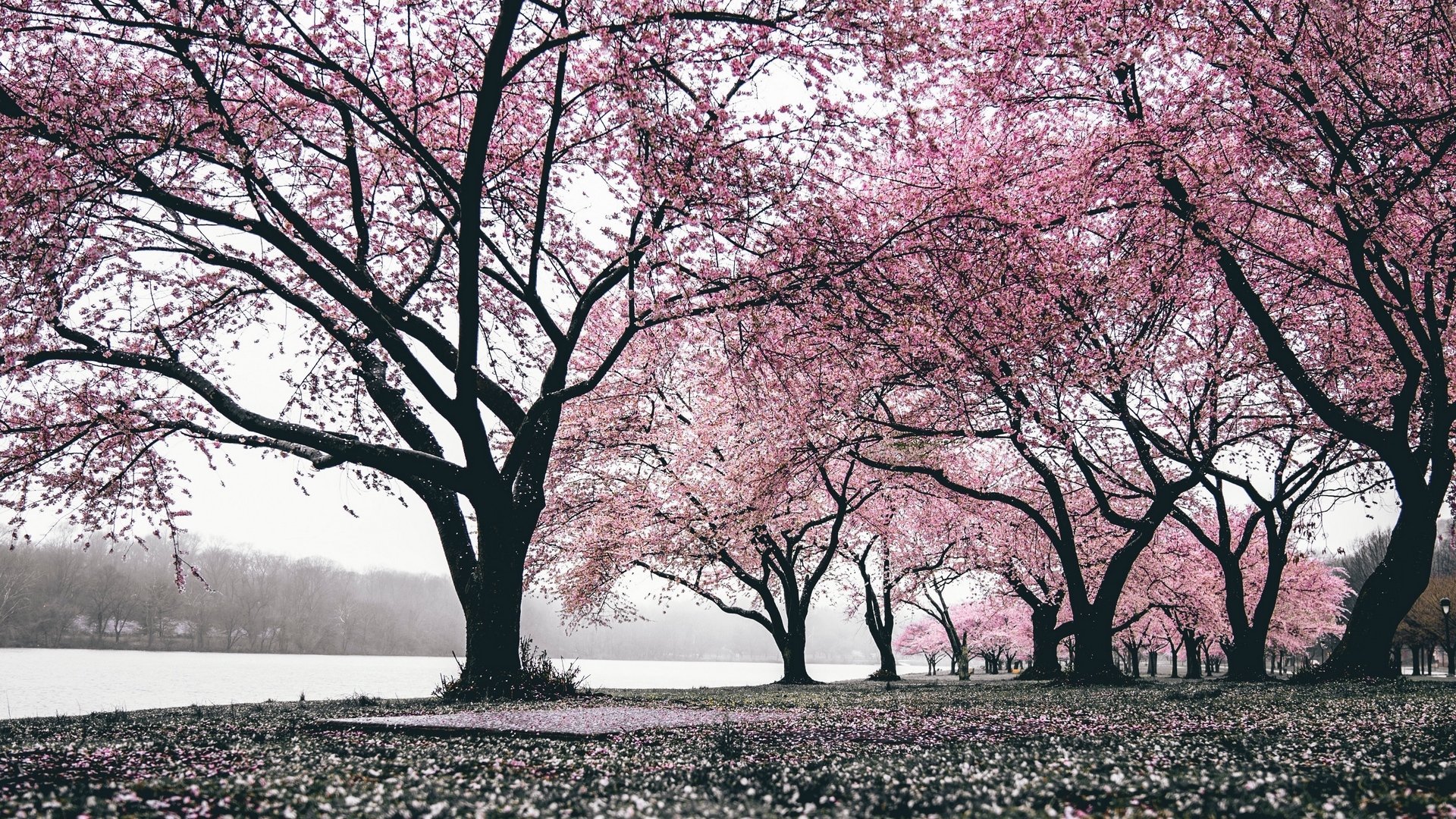 樱花