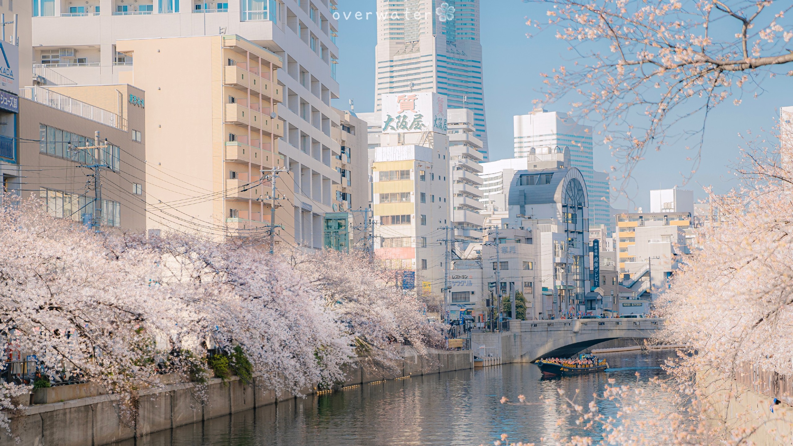 樱花·大阪(风景静态壁纸) - 静态壁纸下载 - 元气壁纸