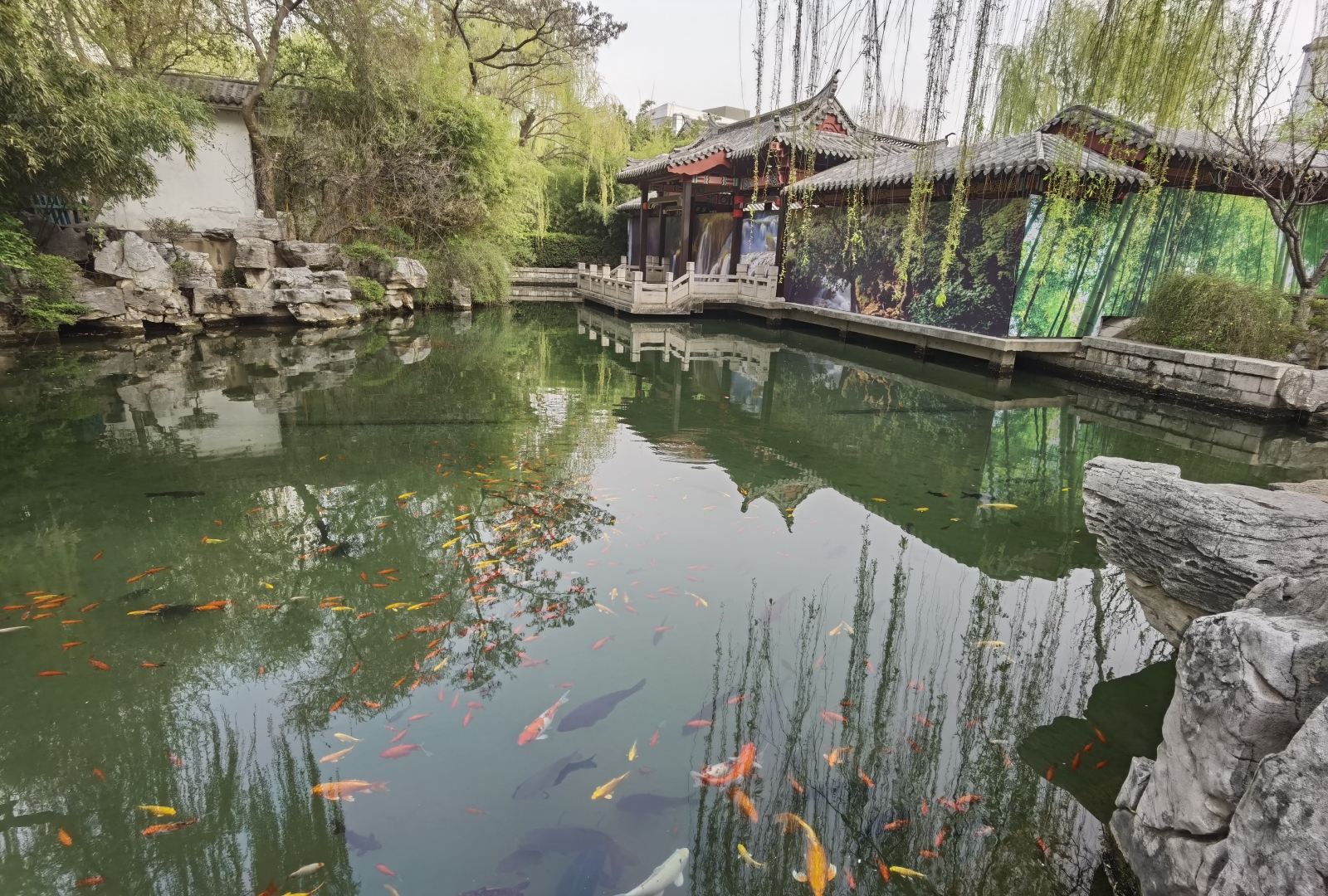 中式春日园林碧池水景，池内各色锦鲤游弋，岸侧垂柳湖石环绕临水花亭。