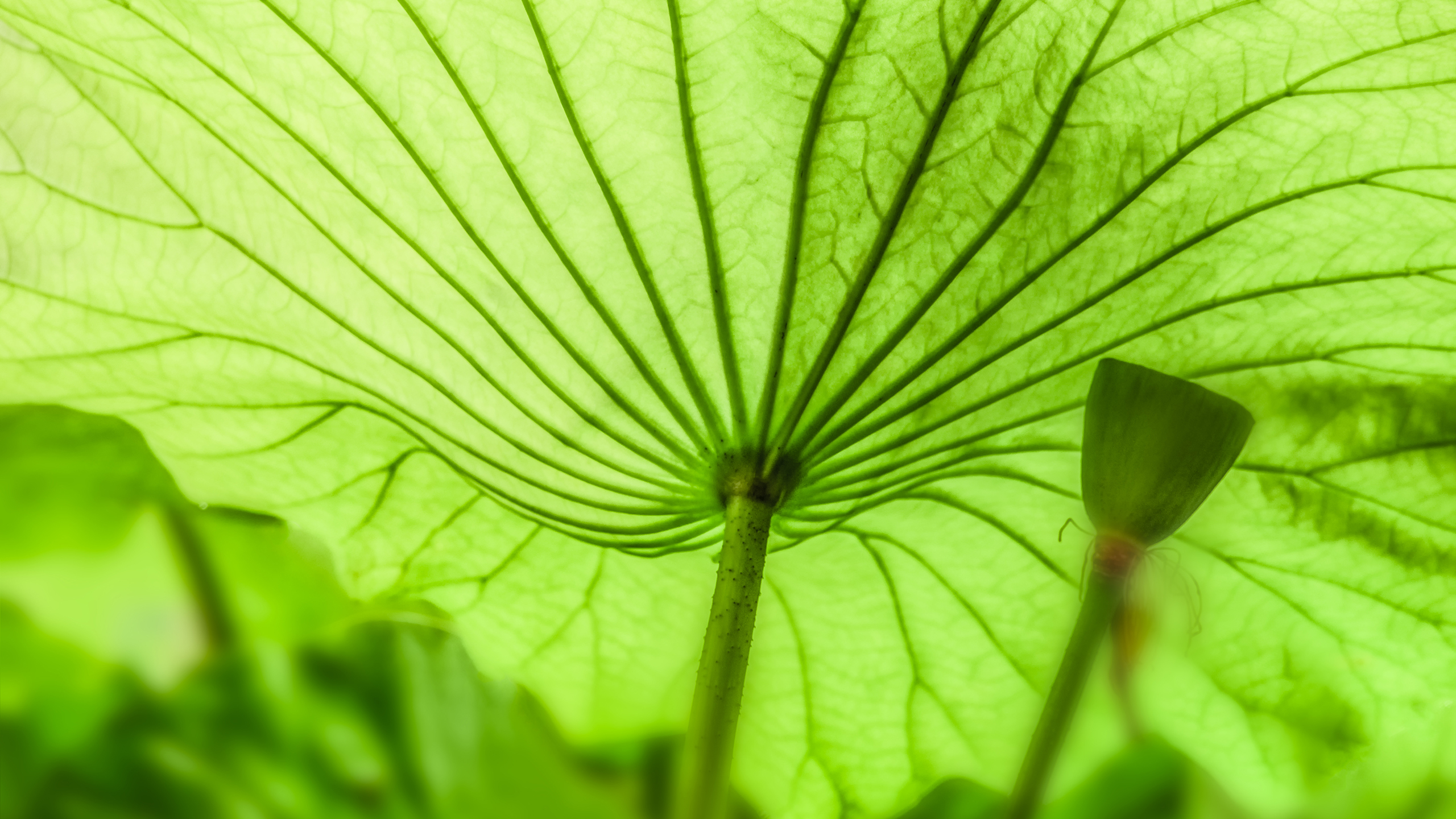 65m上传时间:2021-09-16壁纸标签:春天的树叶4k绿色护眼桌面壁纸养眼