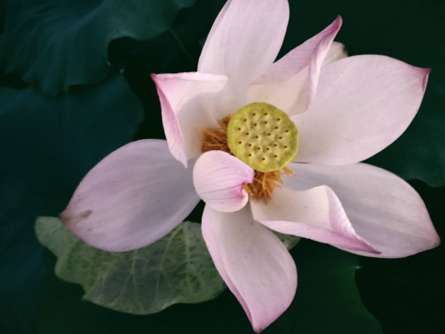 粉白花瓣边缘泛淡红的荷花特写，周边环绕深绿色荷叶