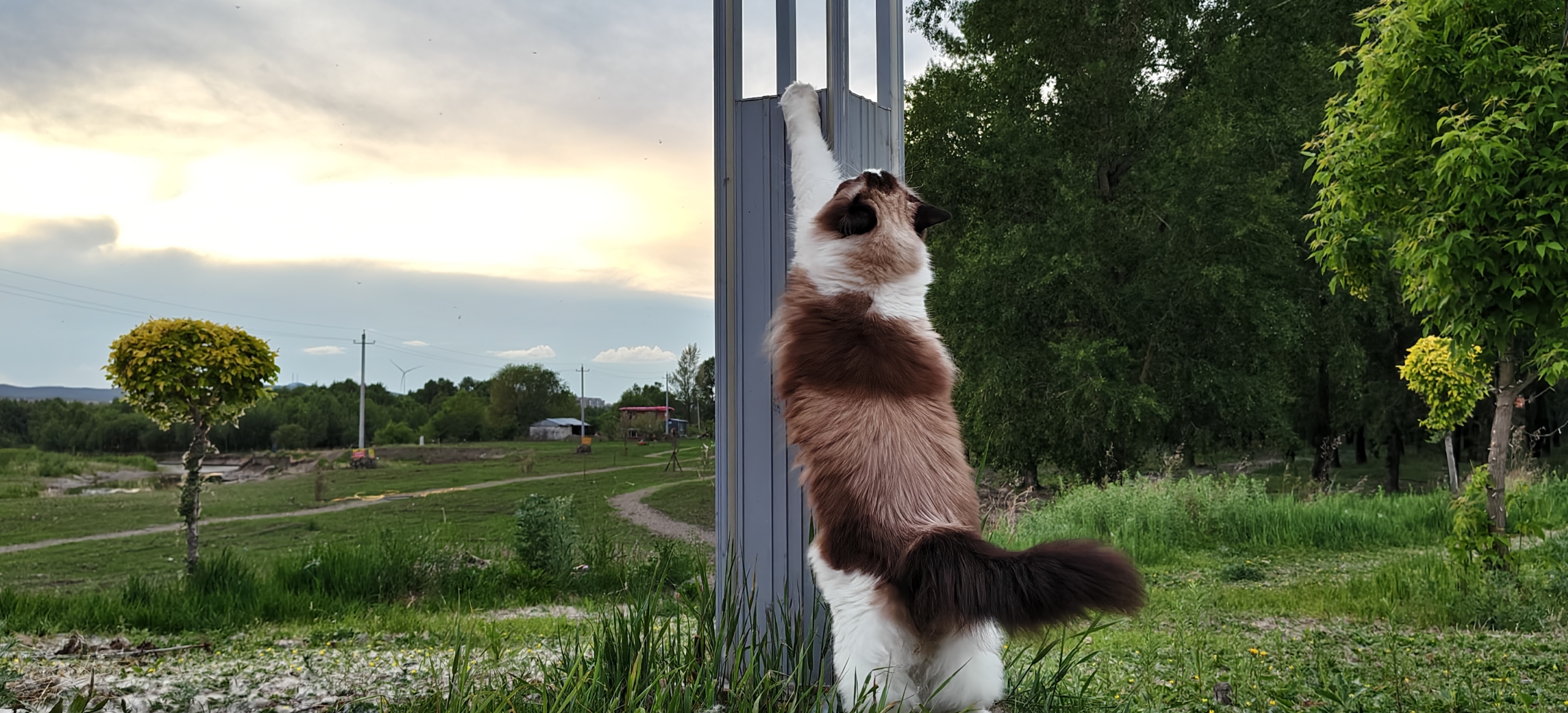 Andy是猪咪