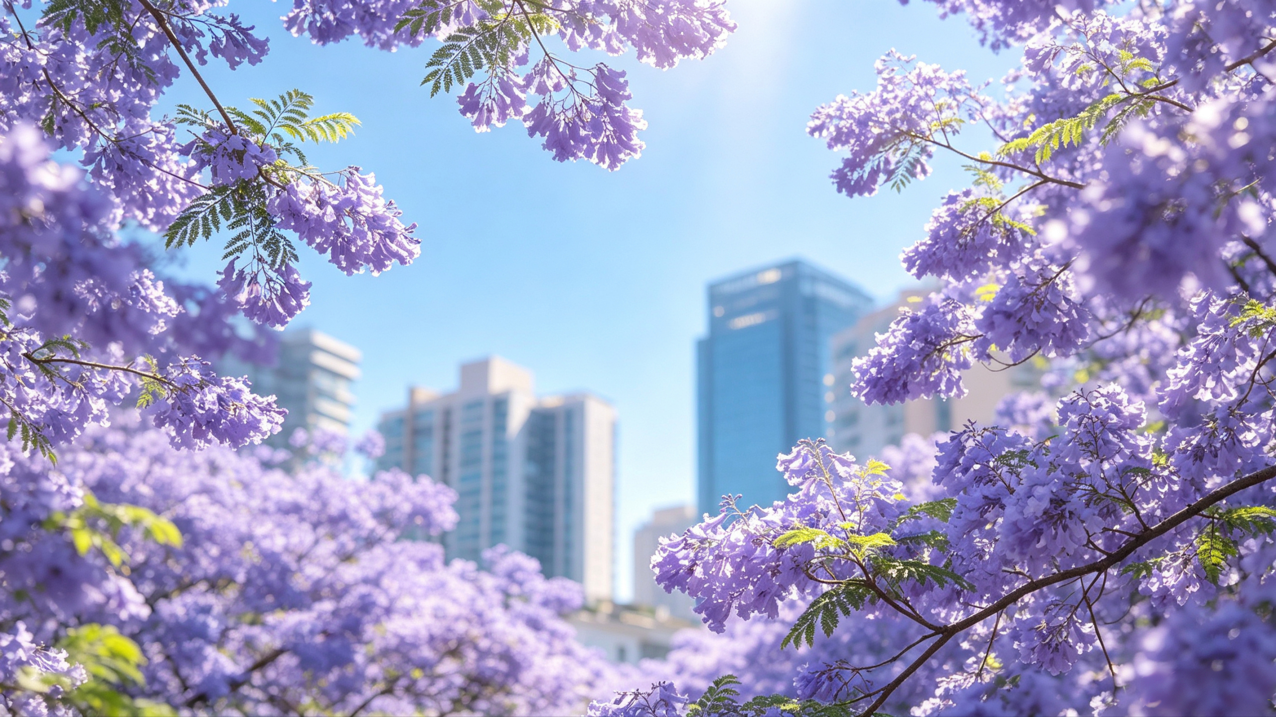 紫楹城隅