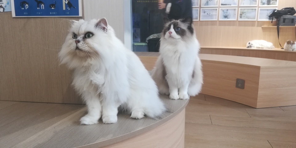 猫咖