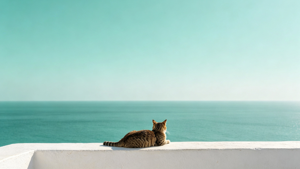 看海的猫