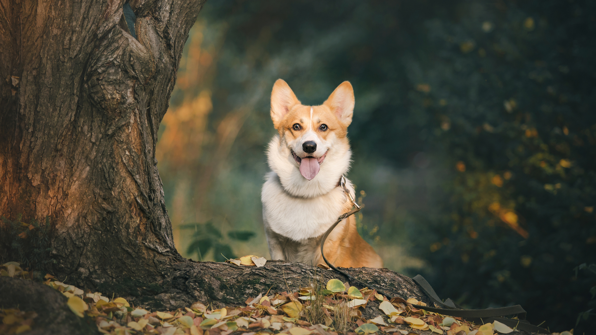 秋日林地里，一只吐舌微笑的黄白柯基犬直视镜头，左侧是粗壮棕褐树干，周围散落金黄落叶，背景为虚化的深绿树林。