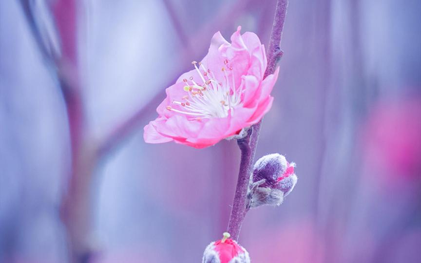 花骨朵