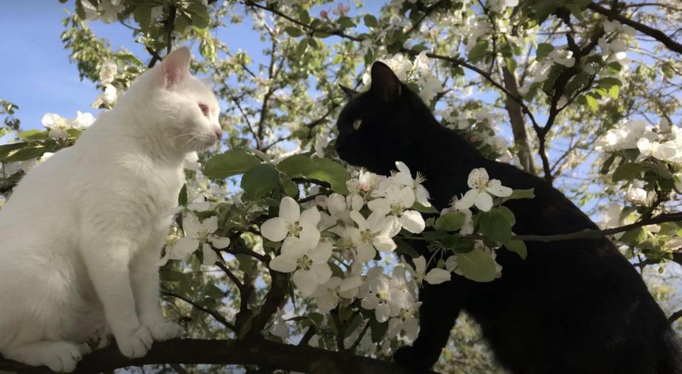猫