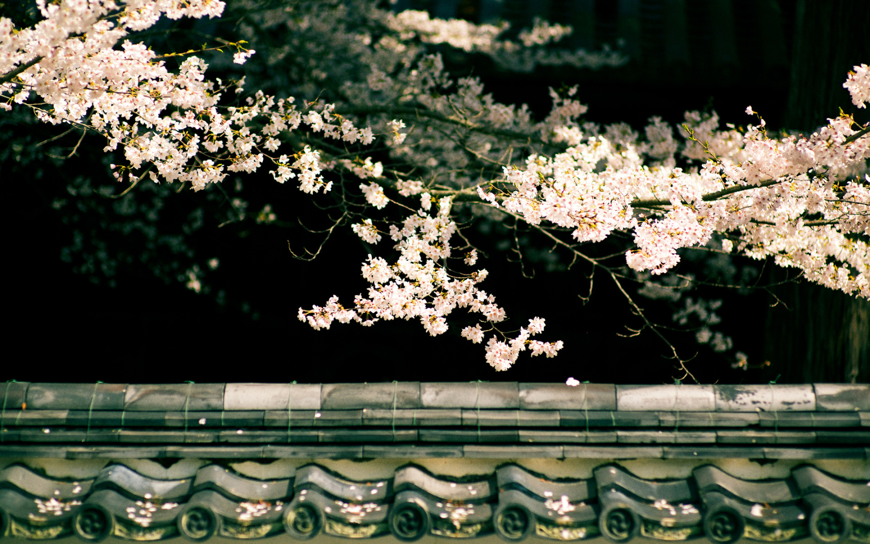 樱花(风景静态壁纸) - 静态壁纸下载 - 元气壁纸