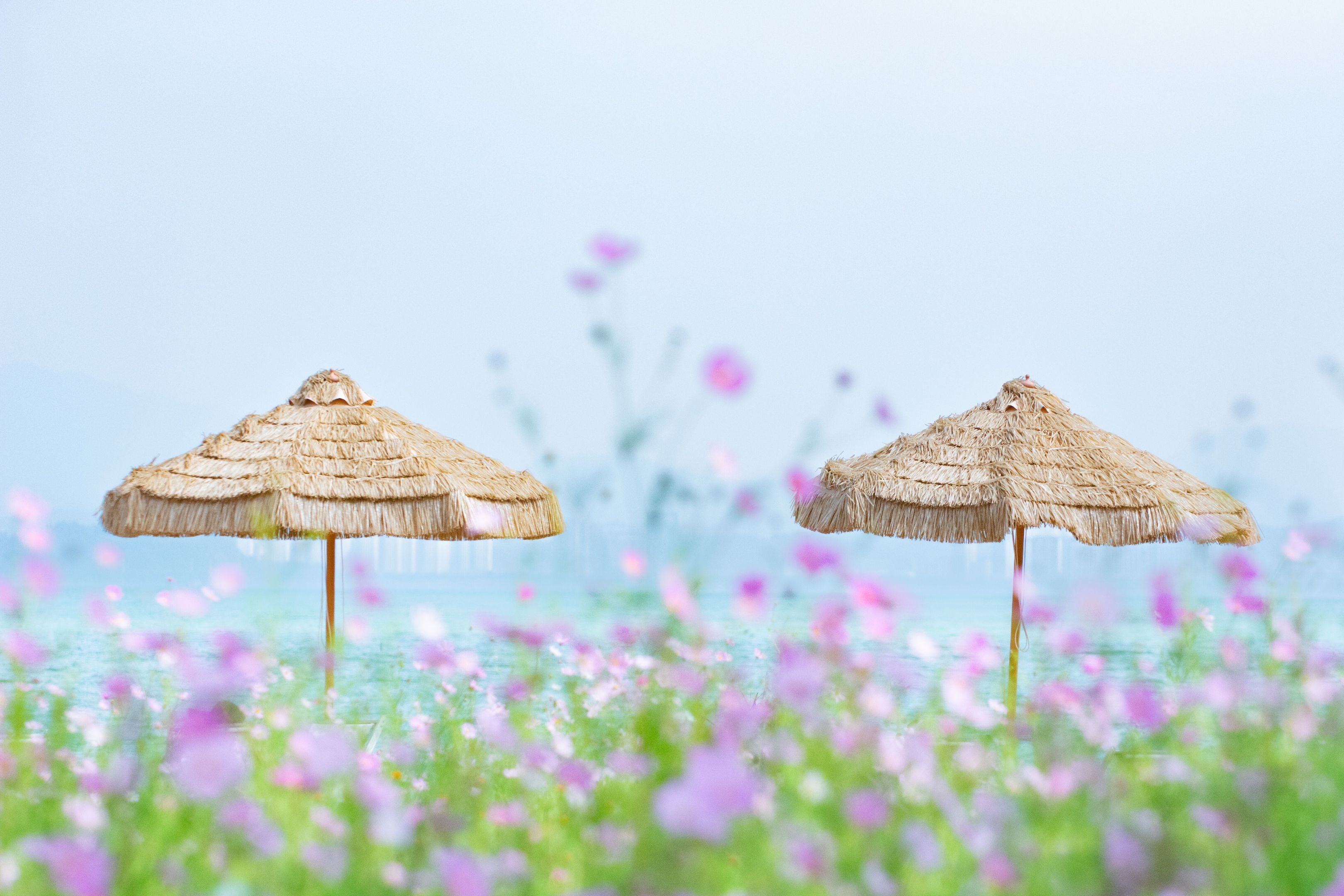 花甸闲伞