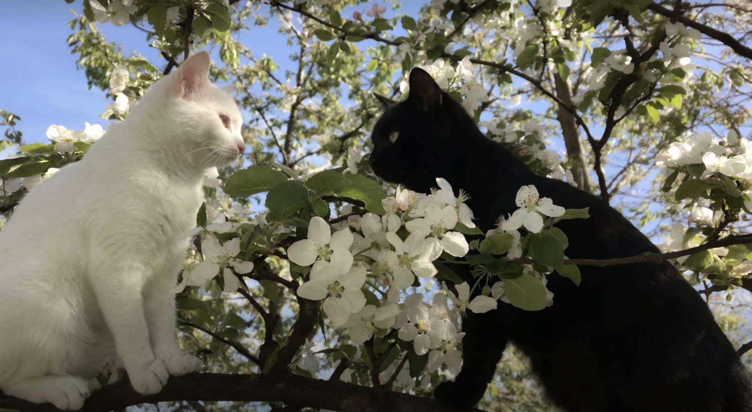 猫