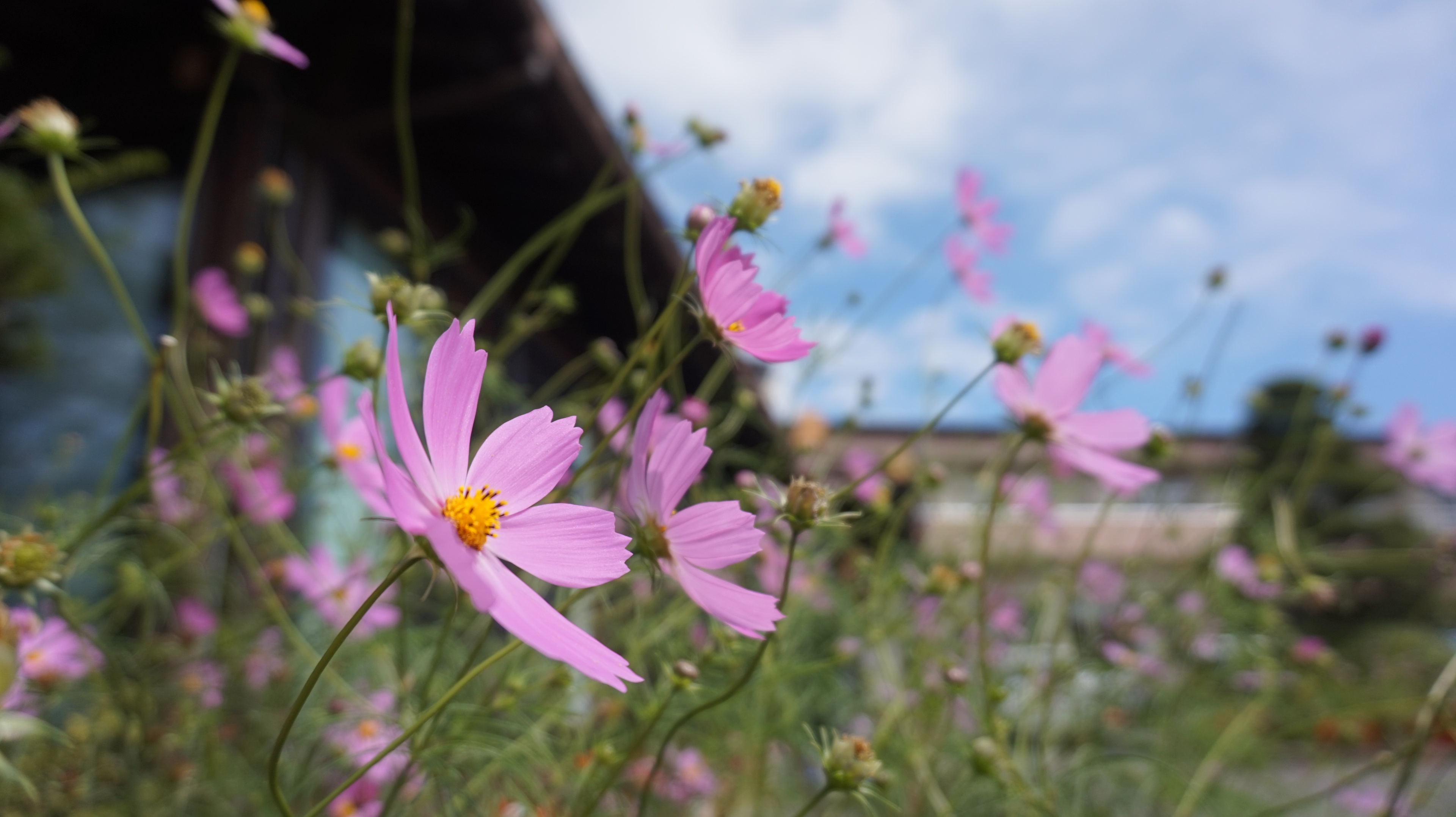 格桑花的夏天