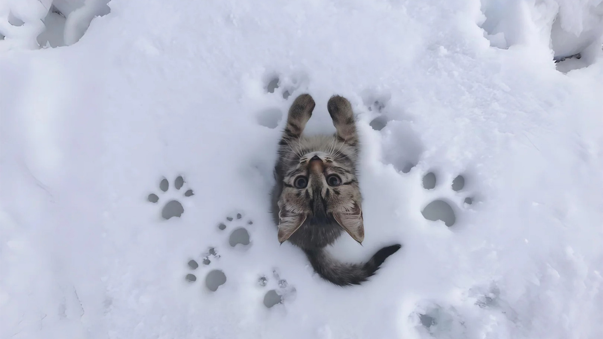 雪地猫咪