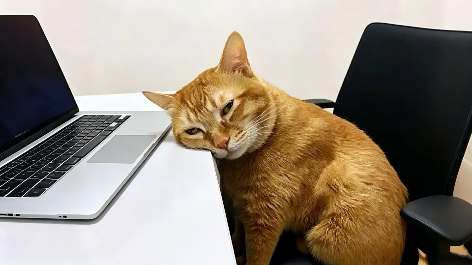 猫
