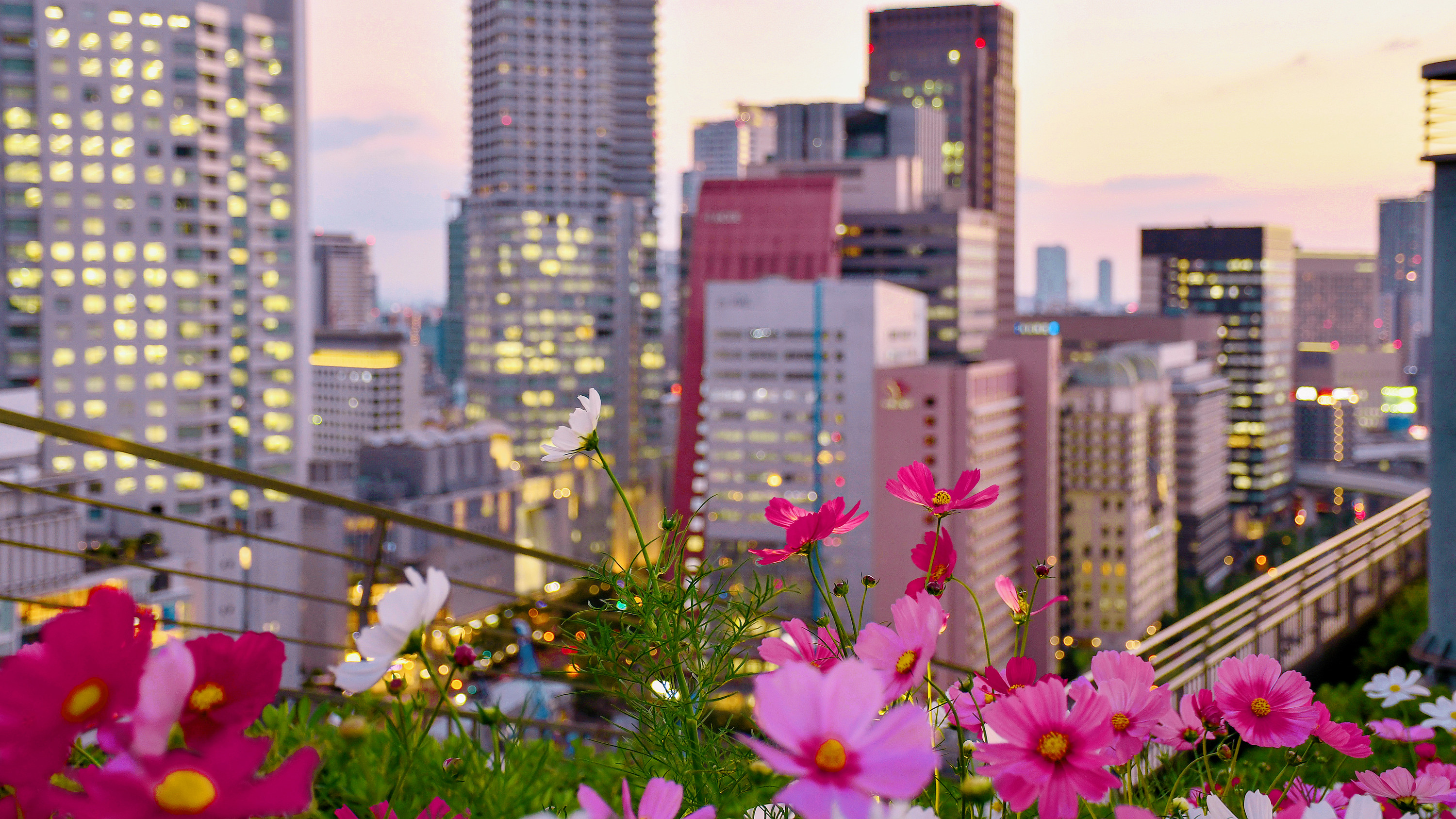 都市中的花香四季景色壁纸图片 桌面壁纸图片 壁纸下载 元气壁纸