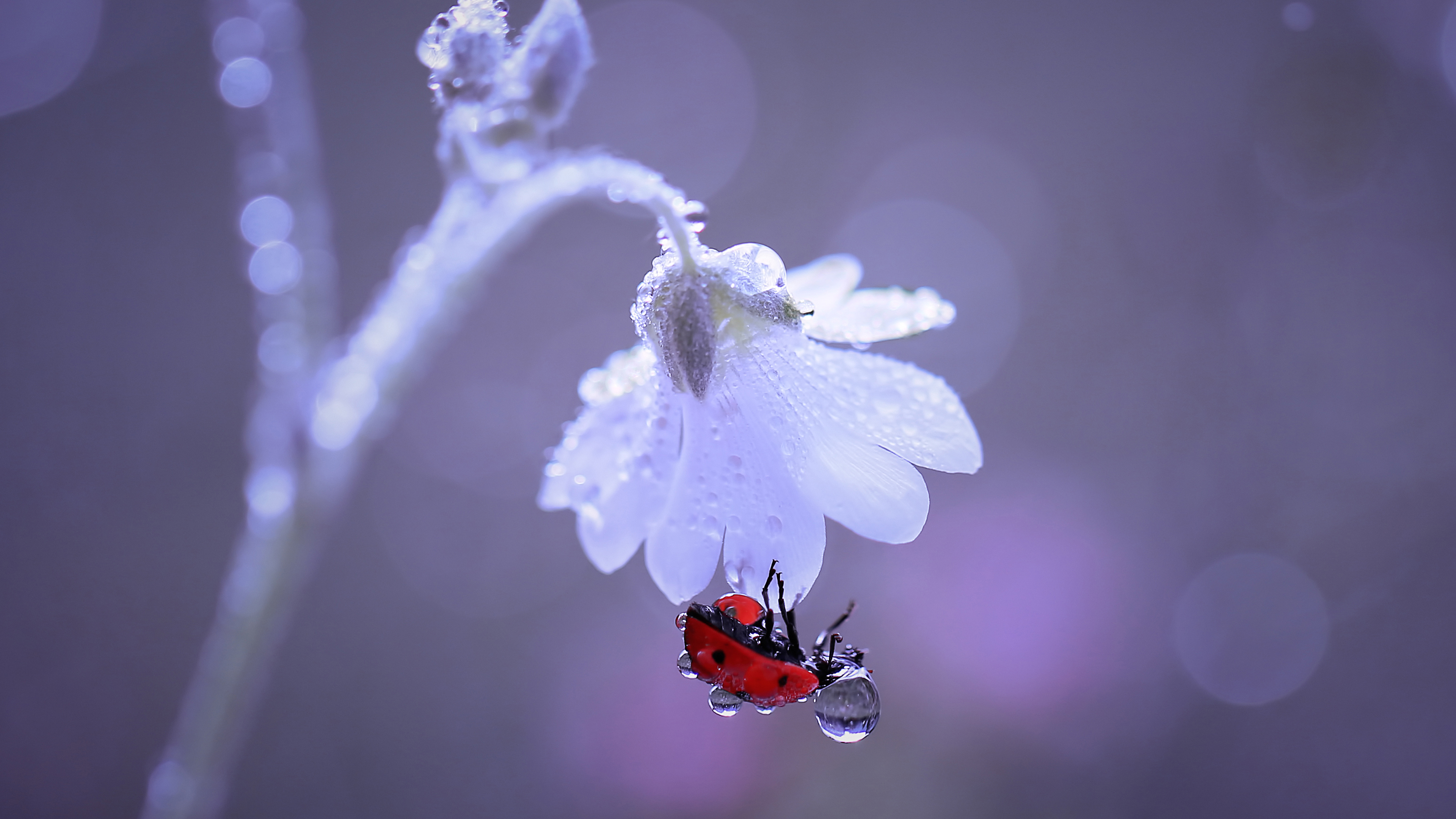 【红瓢虫收集露水】(小清新静态壁纸) - 静态壁纸下载 - 元气壁纸