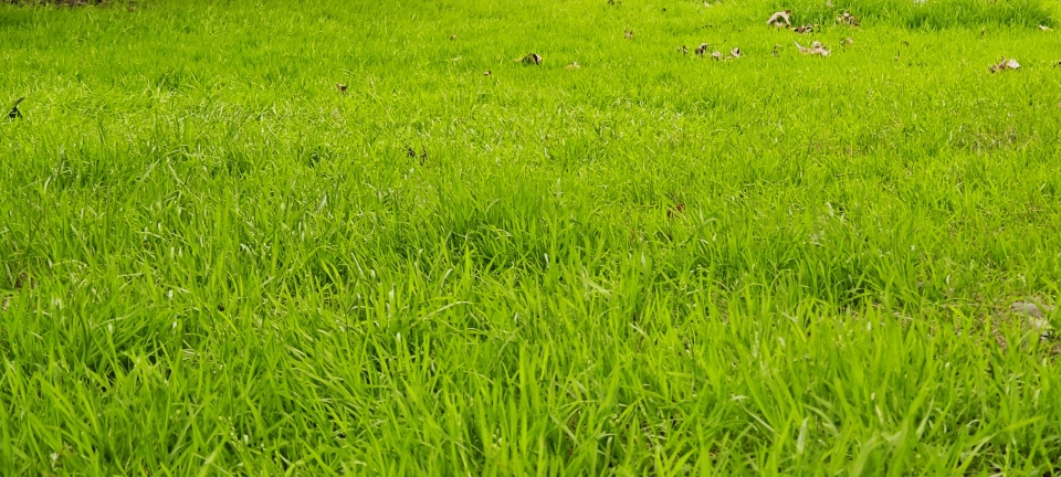 护眼草地
