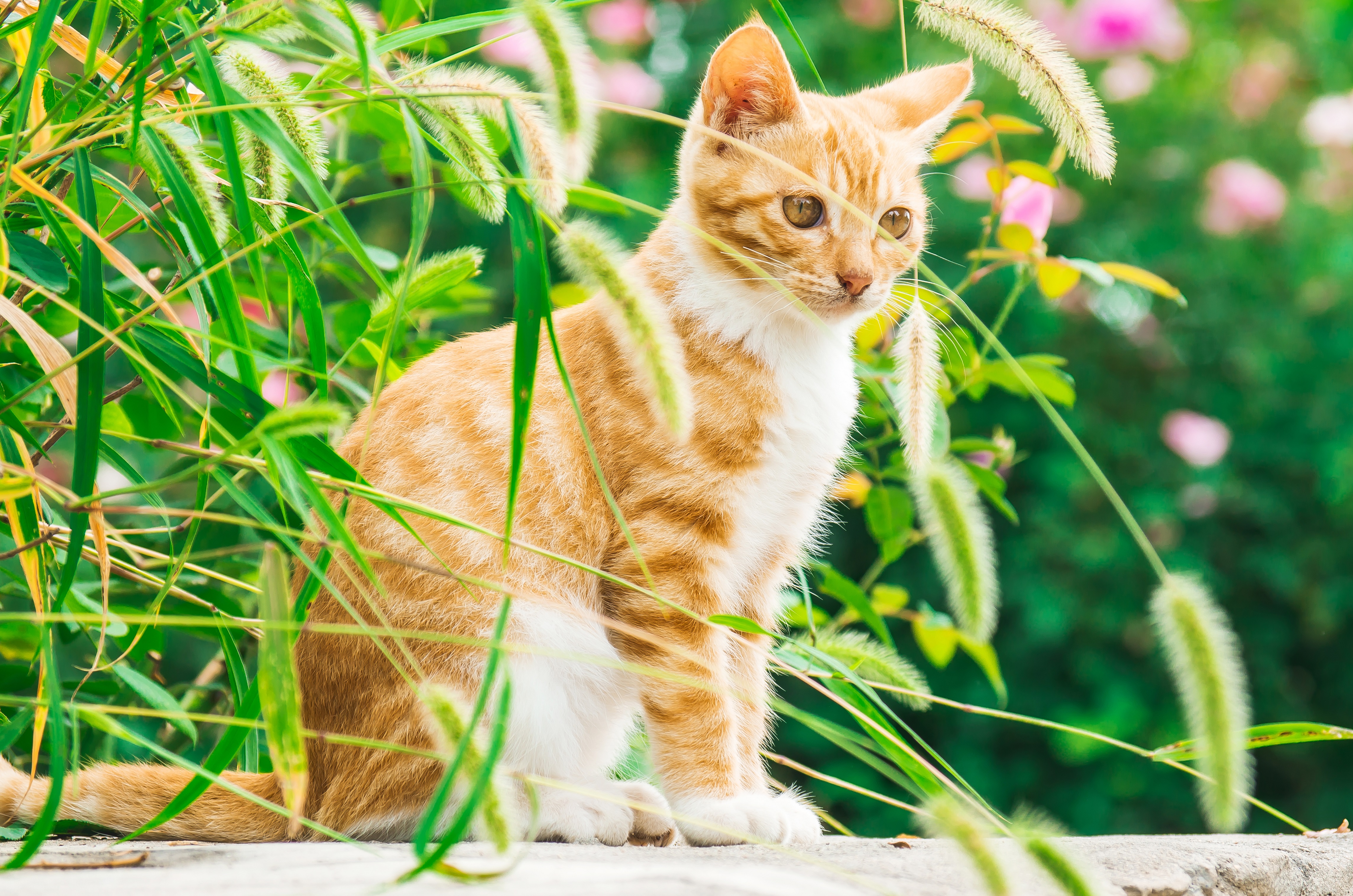 绿色草地中的橘猫