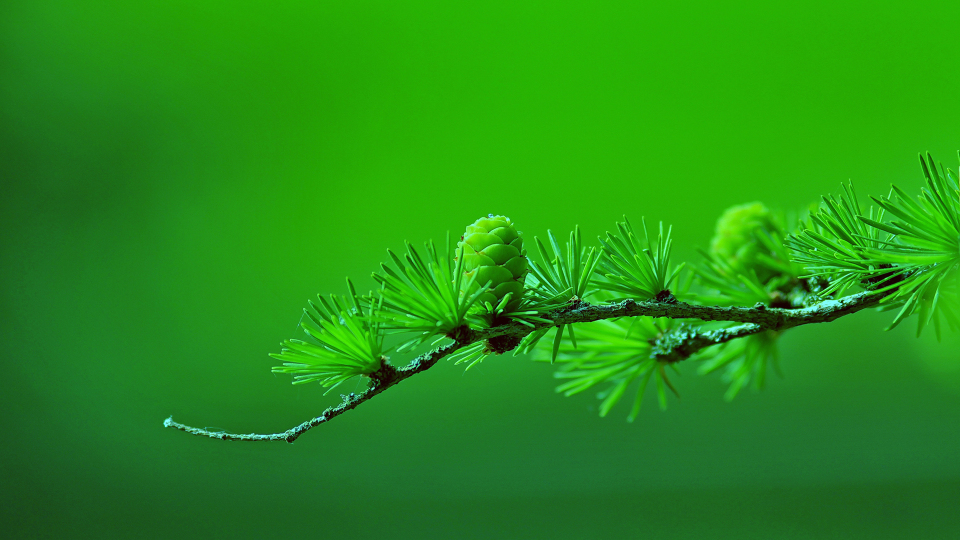 21m体积:尺寸:1920x1080安装元气桌面,海量壁纸一键设置下载高清原图