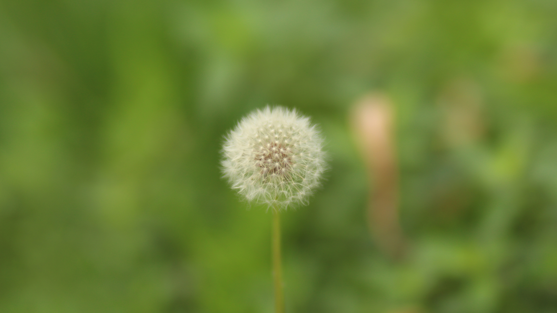 写实户外微距拍摄画面，画面中心是一株完整饱满的白色蒲公英绒球，绒球下方连接浅棕褐色短茎，背景为完全柔化的鲜亮鲜绿色植被虚化层。