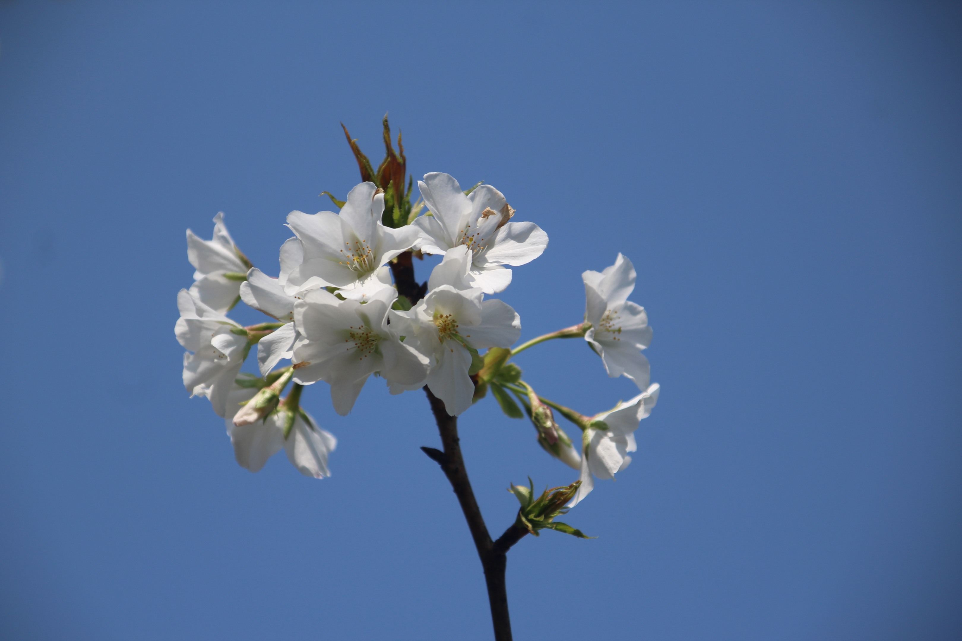 缤纷似雪(风景静态壁纸) - 静态壁纸下载 - 元气壁纸
