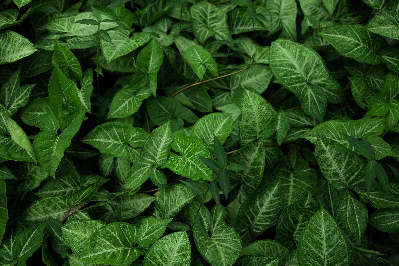 满画幅分布着深绿色带浅色叶脉的观叶植物叶片，叶片错落排布。