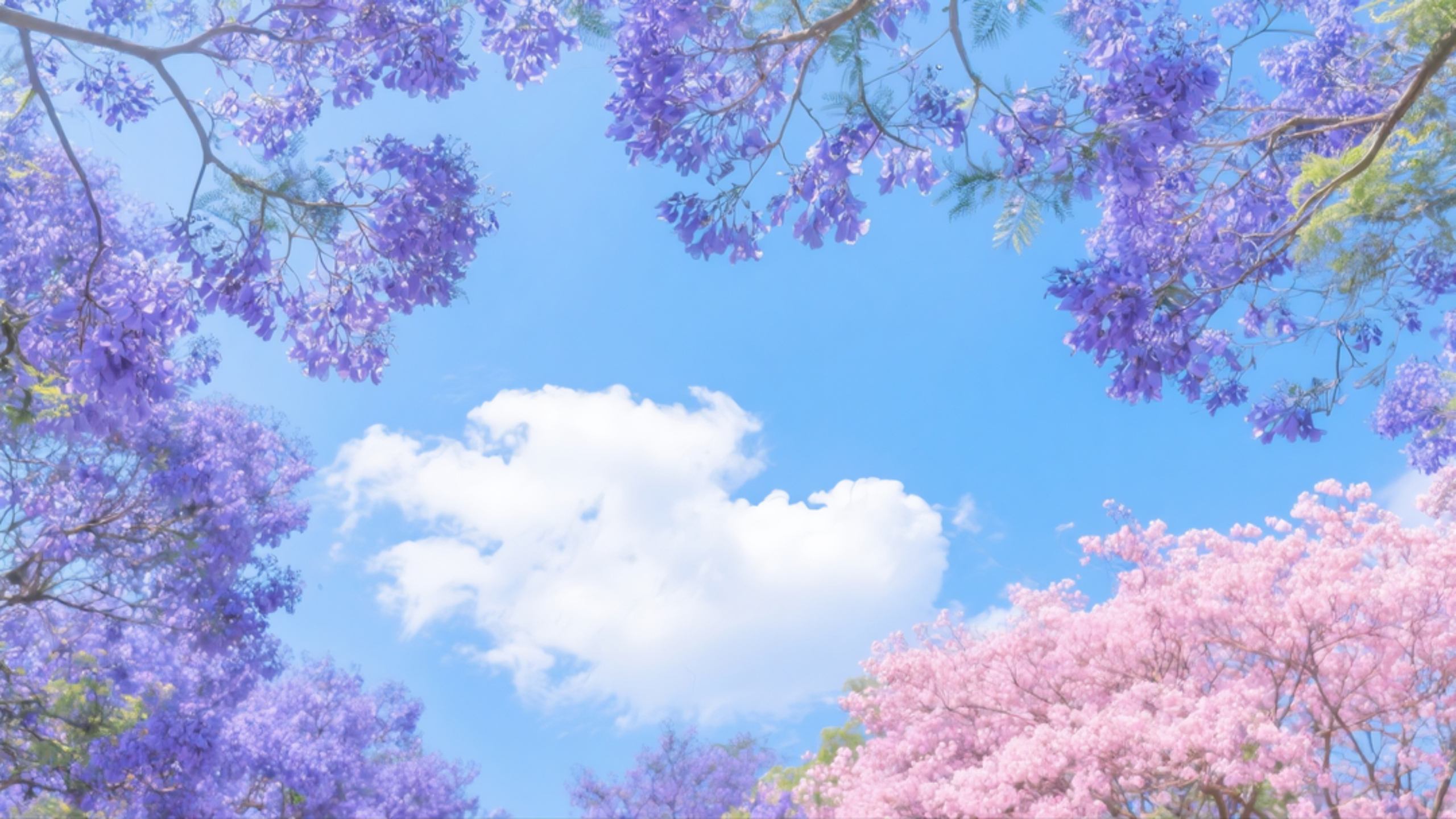 蓝花楹 初夏
